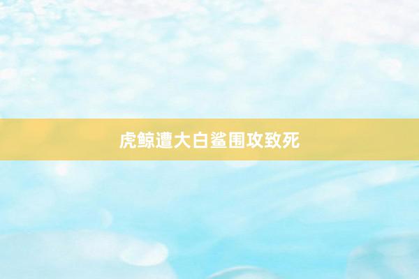 虎鲸遭大白鲨围攻致死
